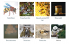 A website to learn about bees A website to learn about bees