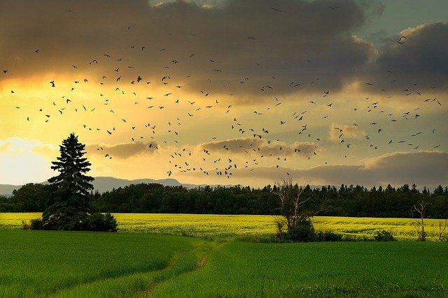 https://pixabay.com/photos/countryside-birds-sunset-landscape-6633849/ https://pixabay.com/photos/countryside-birds-sunset-landscape-6633849/
