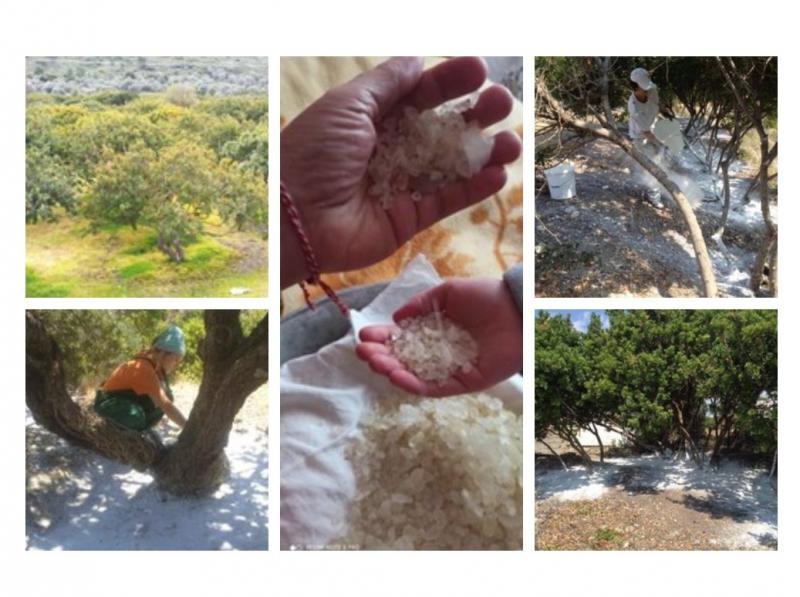 Mastic tree cultivation Mastic tree cultivation