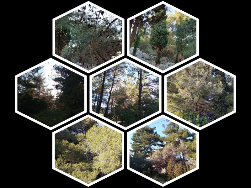 Los bosques de Chíos gritan «¡ayuda!» 