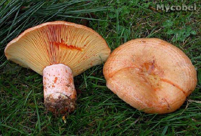 Il "kotsinomanitaro" o "fungo di pino": il fungo preferito dai ciprioti