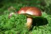 https://pixabay.com/photos/mushroom-bay-bolete-boletus-badius-448866/