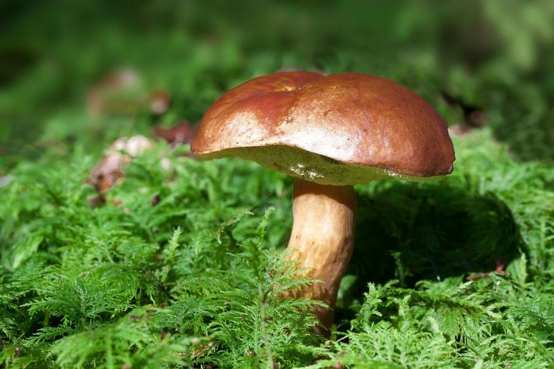 https://pixabay.com/photos/mushroom-bay-bolete-boletus-badius-448866/