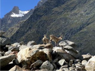 Alpine ibex, Val Veny (own photo)