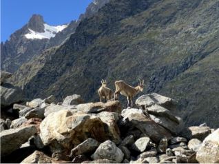 A “Kamishibai” to discover Biodiversity